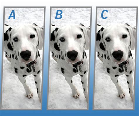 Spot The Different Dog Quiz Answers My Neobux Portal