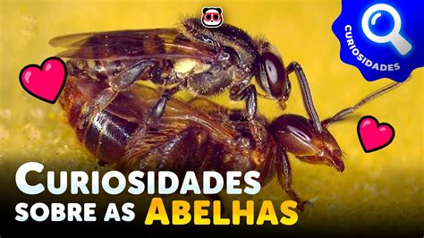 Curiosidades Sobre As Abelhas YouTube