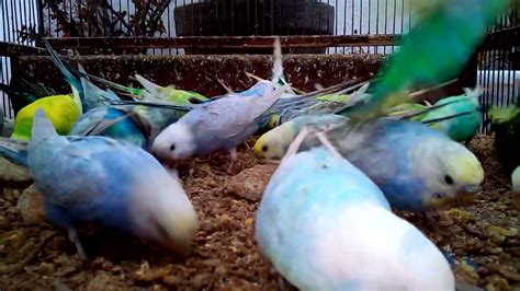 The Ultimate Budgie Nutrition Guide Feeding Your Bird For Optimal