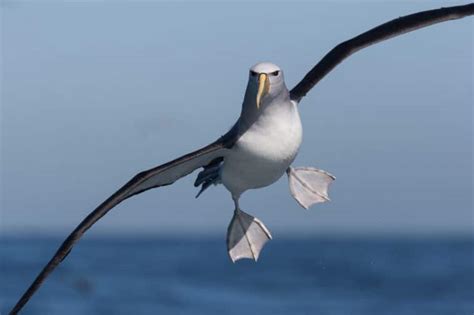 Vidéo cet oiseau doit courir pour décoller tant ses ailes sont grandes