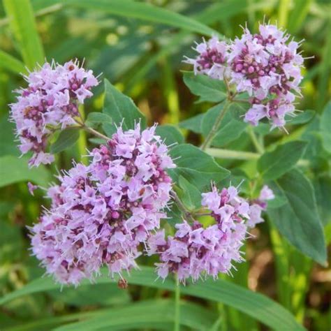 Душица обыкновенная (Origanum vulgare)