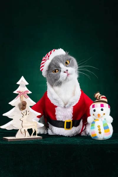 lindo británico taquigrafía gato con santa claus vestido en verde fondo