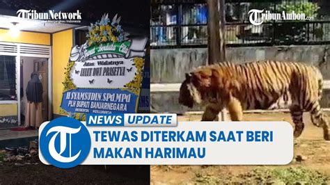 Karyawan Kebun Binatang Serulingmas Banjarnegara Tewas Diterkam Saat