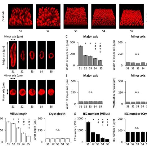 Morphology And Analysis Of The Small Intestine In Villin Tomato Mice