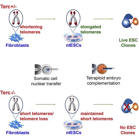 Telomere Elongation And Naive Pluripotent Stem Cells Achieved From