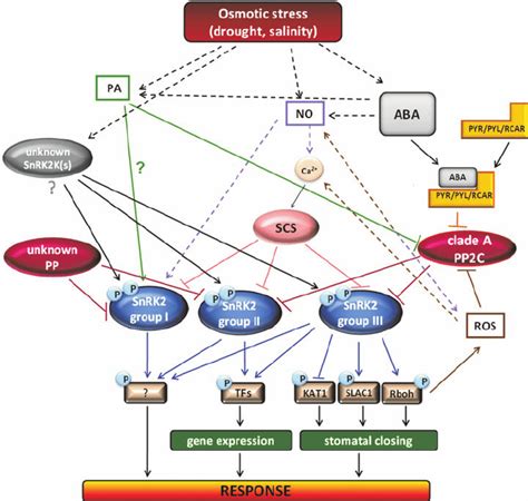 Simplified Model Of Snrk2s Pathways Involved In Plant Response To Download Scientific Diagram