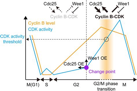 Live Cell Imaging Defines A Threshold In Cdk Activity At The G2m