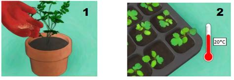 Rose (Rosa L.) Propagation Techniques