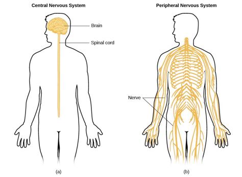 The Nervous System Class 5 Notes Cbse Class Notes Online Classnotes123