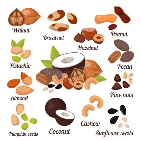 Different Nuts Vector Collection Stock Vector Illustration Of Cashew