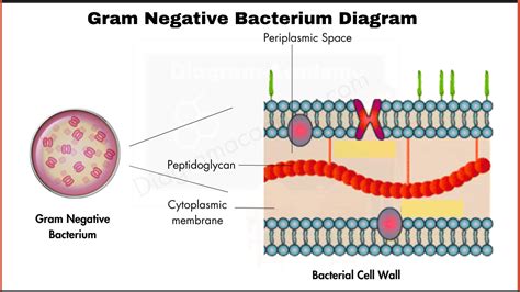 Bacterium Diagram - Gram positive and Gram Negative