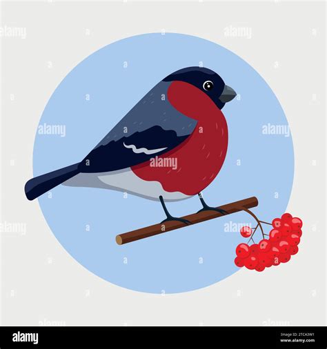 Bullfinch On A Rowan Branch Vector Illustration In Cartoon Flat Style