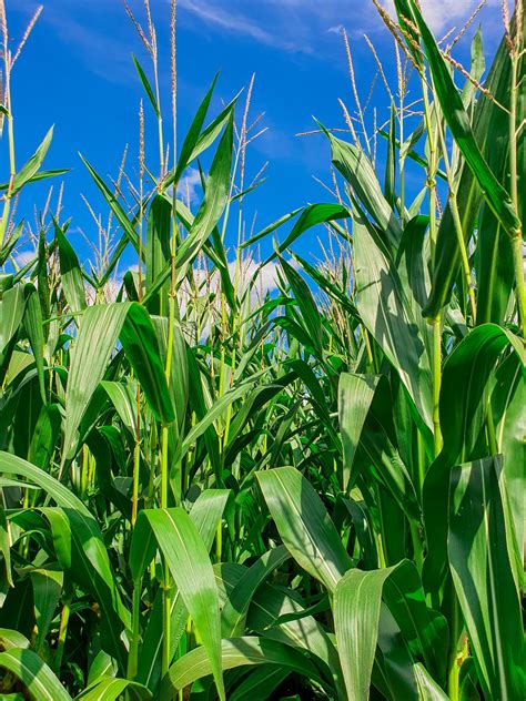 Green Corn And Blue Sky Free Stock Photo Public Domain Pictures