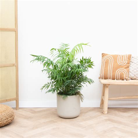 Chamaedorea Elegans - 100cm - Green Bubble