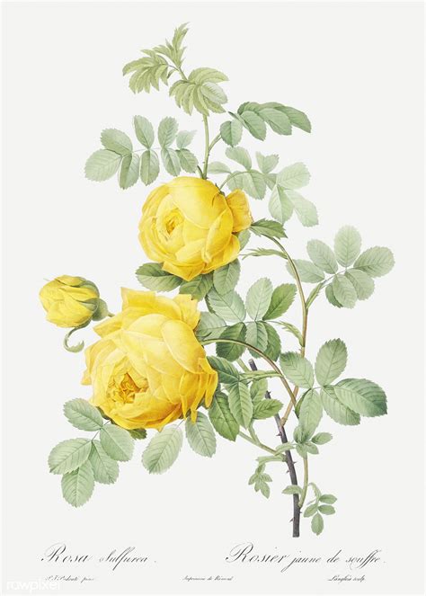 Vintage Sulphur rose drawing | Free download under CC Attrib… | Flickr