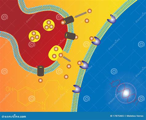 Serotonin Cartoons Illustrations And Vector Stock Images 2278 Pictures