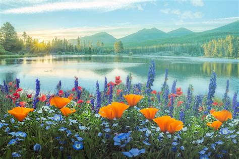 Mountain Summer Blooms On A Summer Morning Flowers Water Lake