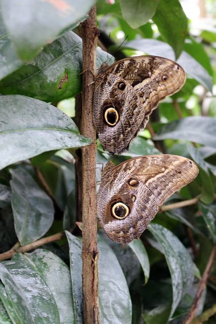 Butterfly Bug Insect Free Photo On Pixabay Pixabay