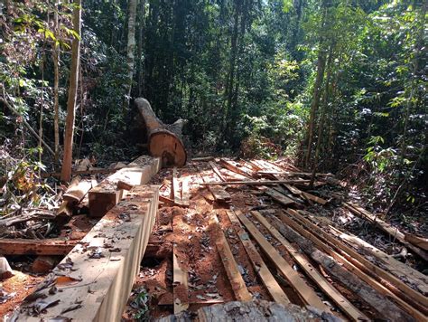 Pembalakan Liar Marak Terjadi Di Aceh Aparat Tutup Mata Dan Ancaman