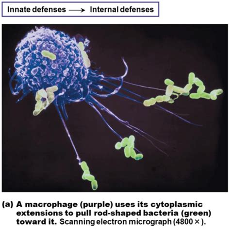 Ch 21 The Immune System Flashcards Quizlet