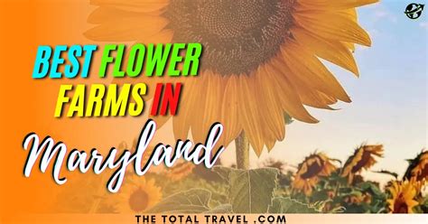 25+ Best Flower Farms in Maryland You Must Visit - The Total Travel