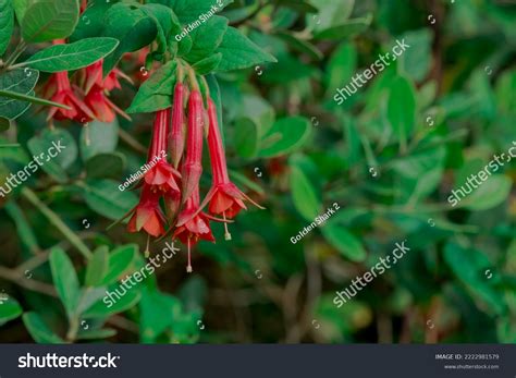 Fuchsias Pink Purple Hanging Flowers Stock Photo 2222981579 Shutterstock