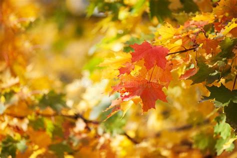 Autumnal Leaves Red And Yellow Maple Foliage Against Forest Stock