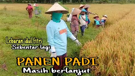 SUASANA PANEN PADI MENJELANG HARI RAYA IDUL FITRI DI KAMPUNG YouTube