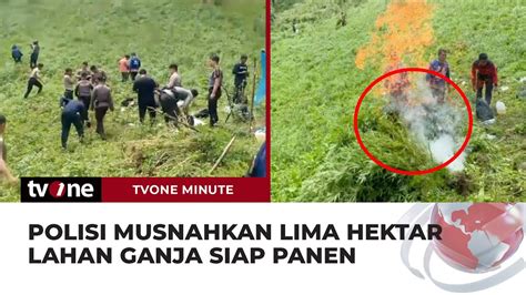 Polisi Basmi Lima Hektar Ladang Ganja Di Mandailing Natal TvOne