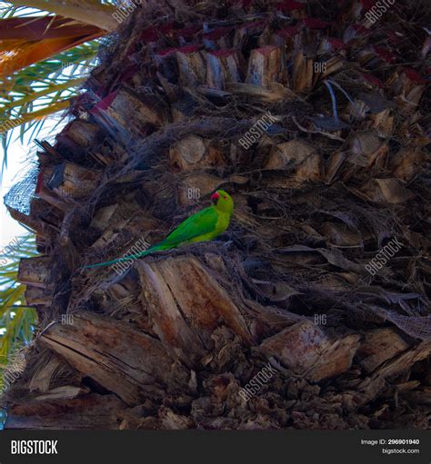 Monk Parakeet ( Image & Photo (Free Trial) | Bigstock