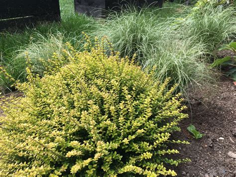 Lonicera Twiggy And Carex Frosty Curls Plants Herbs Garden