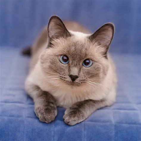 Lilac Point Siamese Cats 3 Interesting Facts