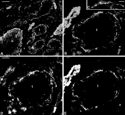 Confocal Laser Scanning Micrographs Of 6 Green E And 3