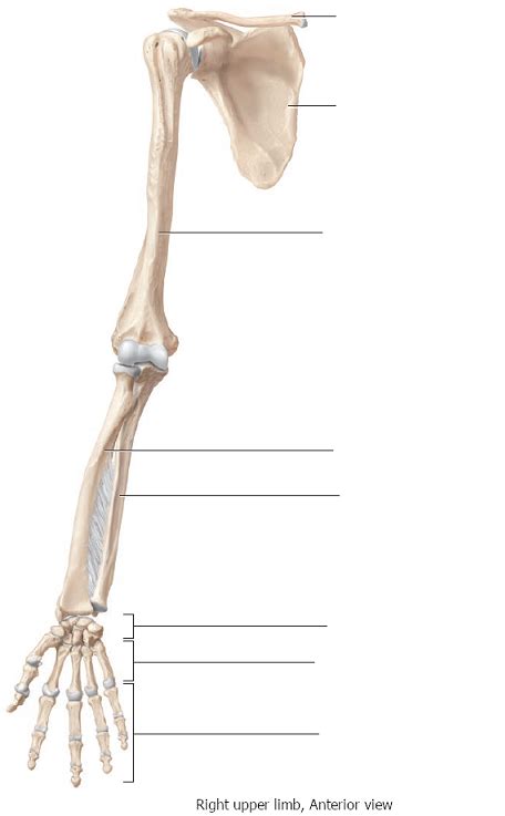 Right Upper Limb Anterior View Diagram Quizlet