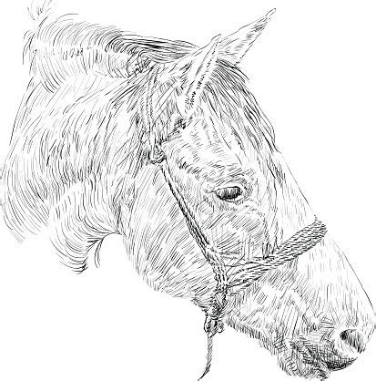 Horse head sketch Clipart | +1,566,198 clip arts