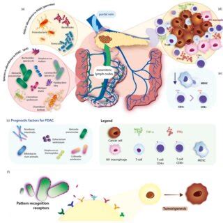 Pdf Pancreatic Cancer And Gut Microbiome Related Aspects A