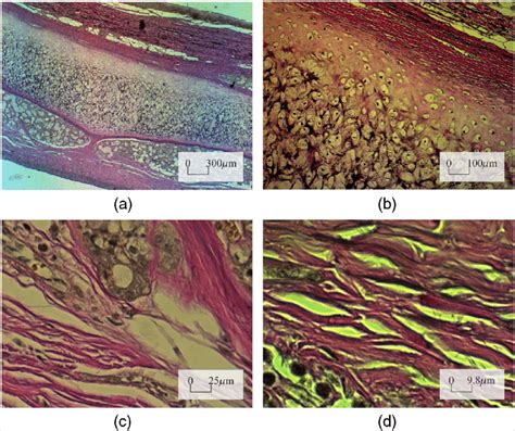 Elastic Cartilage Sample Magnified Using Four Microscope Objectives Of Download Scientific