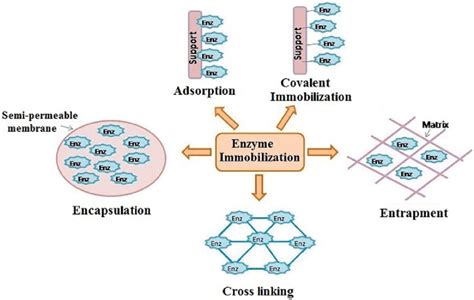 Different methods of enzyme immobilization. | Download Scientific Diagram