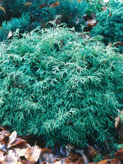 Branching Out A Guide To Conifers Shrubs Trees And Shrubs Conifers