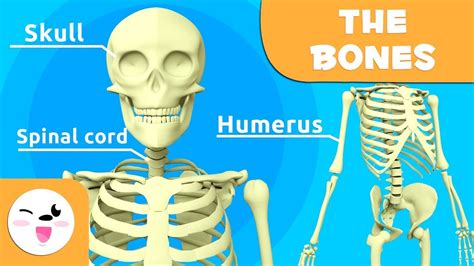 Back Side Bones Names All Spine Conditions Doctor Written Reviewed Back ...