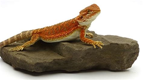 Best Basking Rocks For Bearded Dragons Top 3 Review