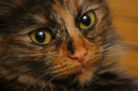 Моя негодяйка | Пикабу