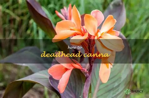 Easy Steps For Deadheading Cannas To Ensure Optimal Plant Performance