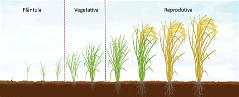 Planta O De Arroz O Que Voc Precisa Saber Agrop S