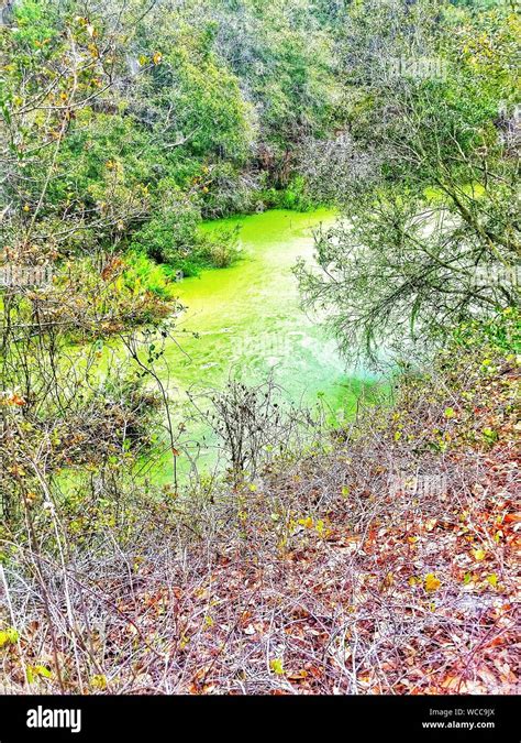 Algae Growth On Lake Hi Res Stock Photography And Images Alamy