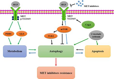 Frontiers Targeting The HGF MET Axis In Cancer Therapy Challenges In