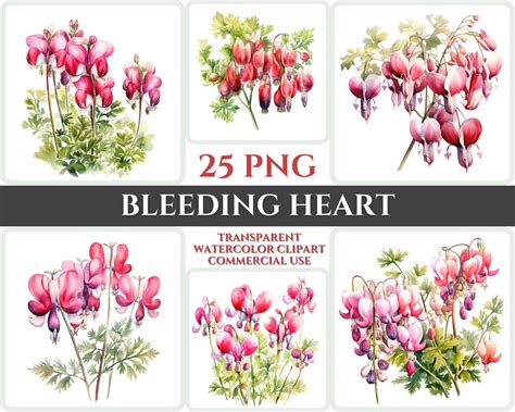 Watercolor Bleeding Heart Clipart PNG Flower Blossom Image - Etsy