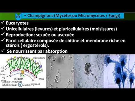 Microbiologie L Chapitre Le Monde Microbien Partie Youtube