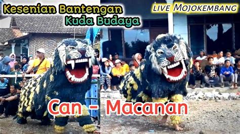 Singoan Ngamuk Bantengan Kuda Budaya Live Mojokembang Youtube