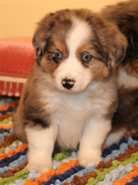 Toy Australian Shepherd puppies for sale in CO, Toy Aussie puppies in CO,